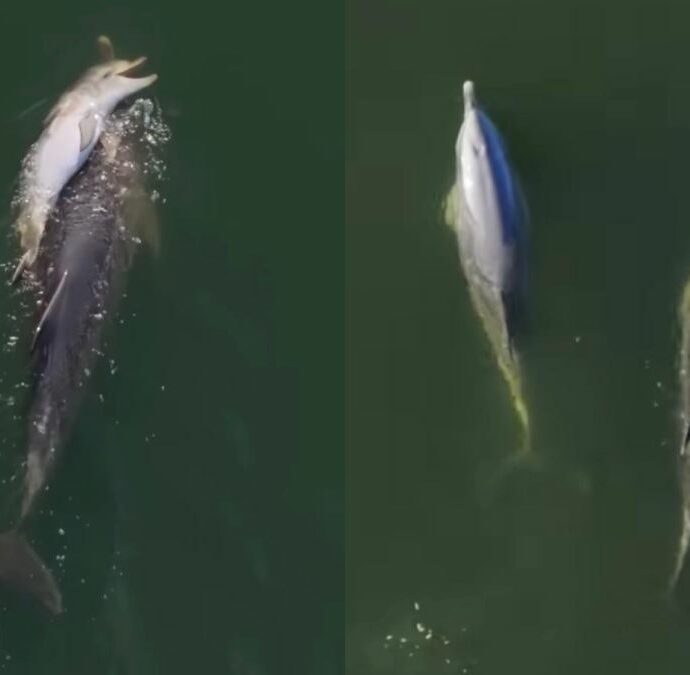 Delfino mamma porta il suo cucciolo morto sul dorso per sei giorni: il video commuove e divide gli esperti