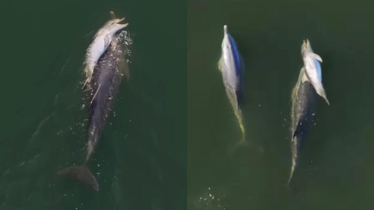 Delfino mamma porta il suo cucciolo morto sul dorso per sei giorni: il video commuove e divide gli esperti
