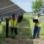 Copertina di A Grosseto,  la comunità si ribella al progetto fotovoltaico israeliano  “made in apartheid”