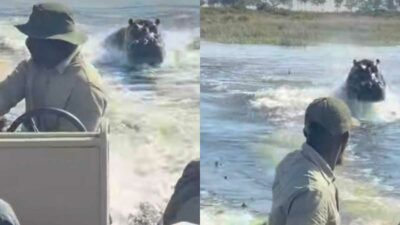 Copertina di Ippopotamo insegue una barca di turisti in Botswana: “Tenetevi forte, dobbiamo accelerare prima che decida di attaccarci”. La fuga ripresa in un video