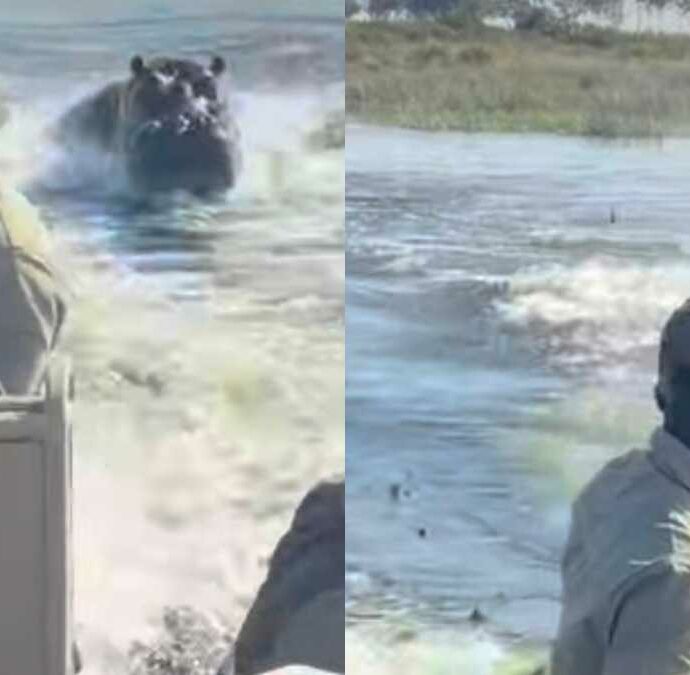 Ippopotamo insegue una barca di turisti in Botswana: “Tenetevi forte, dobbiamo accelerare prima che decida di attaccarci”. La fuga ripresa in un video