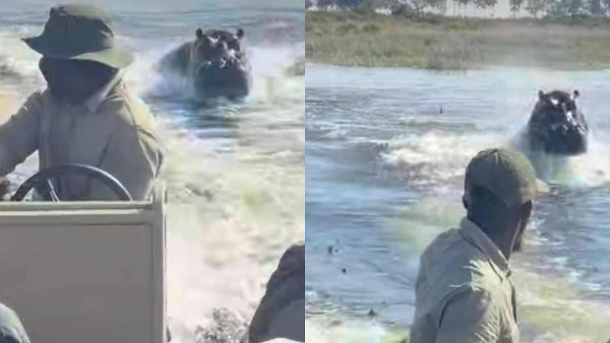 Ippopotamo insegue una barca di turisti in Botswana: “Tenetevi forte, dobbiamo accelerare prima che decida di attaccarci”. La fuga ripresa in un video