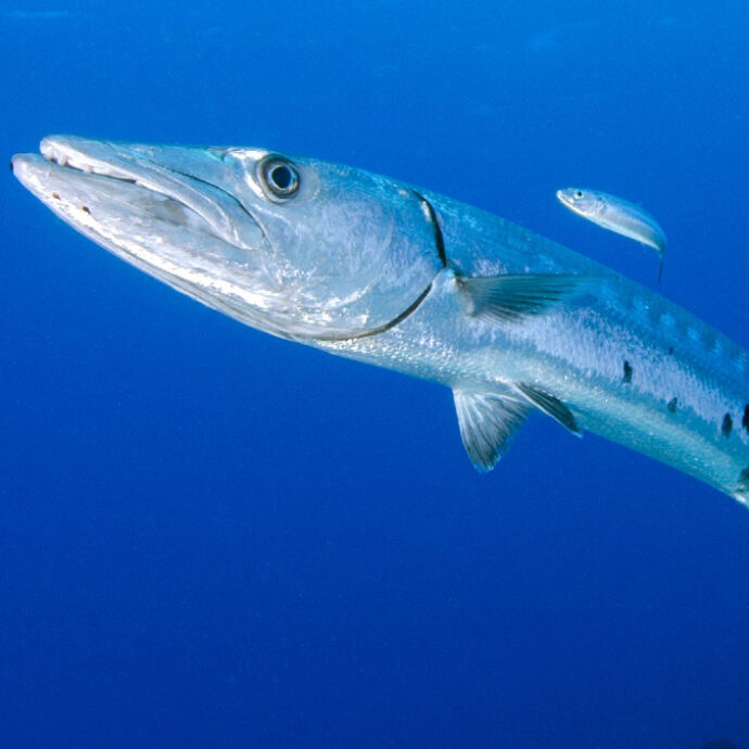 Morsa da un barracuda in vacanza, operata per cinque ore. La madre: “È uscita dall’acqua urlando, c’era sangue ovunque. Ma non ha perso l’amore per il mare”