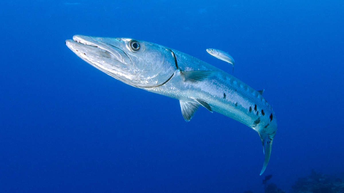 https://st.ilfattoquotidiano.it/wp-content/uploads/2026/08/09/Barracuda-.jpg