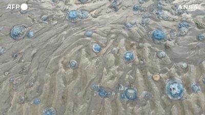Copertina di Meduse nelle stazioni di pompaggio della centrale nucleare di Gravelines in Francia, fermati tre reattori