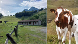 Rifugi che chiudono, vacche senz’acqua e meno formaggio: così la siccità (e il caldo anomalo) mettono in ginocchio le Alpi