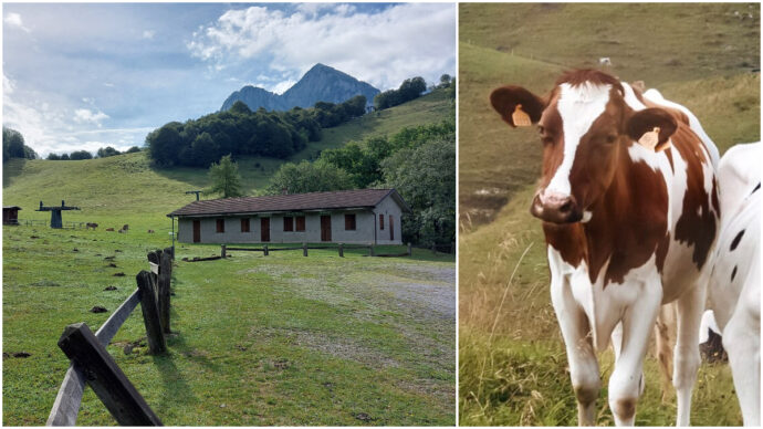 Rifugi che chiudono, vacche senz’acqua e meno formaggio: così la siccità (e il caldo anomalo) mettono in ginocchio le Alpi