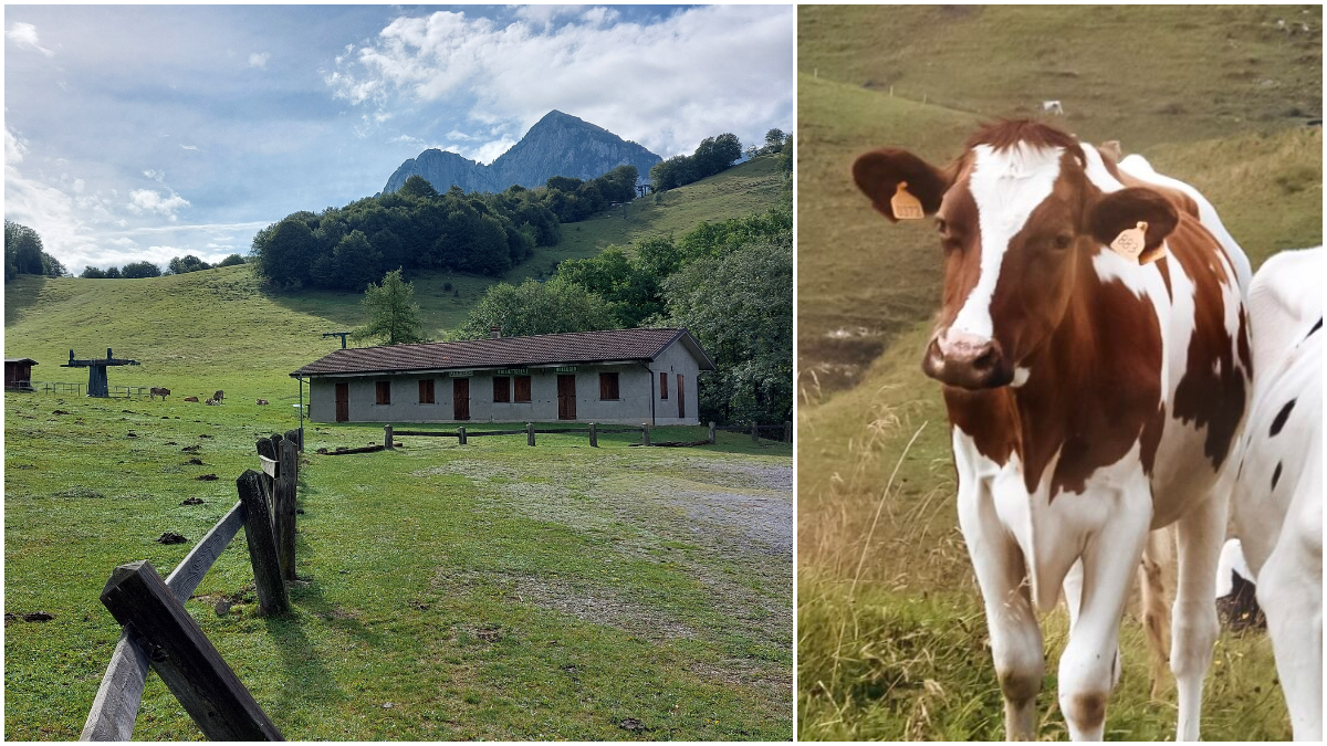 rifugi che chiudono vacche senz8217acqua e meno formaggio cos236 la siccit224 e il caldo anomalo mettono in ginocchio le alpi da Ilfattoquotidiano.it rifugi che chiudono vacche senz8217acqua e meno formaggio cos236 la siccit224 e il caldo anomalo mettono in ginocchio le alpi
