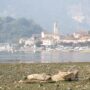 Copertina di Spiagge di centinaia di metri, barche in secca: la siccità svuota fiumi e laghi del Nord. Gli effetti invisibili: “Nell’acqua del Maggiore meno ossigeno”