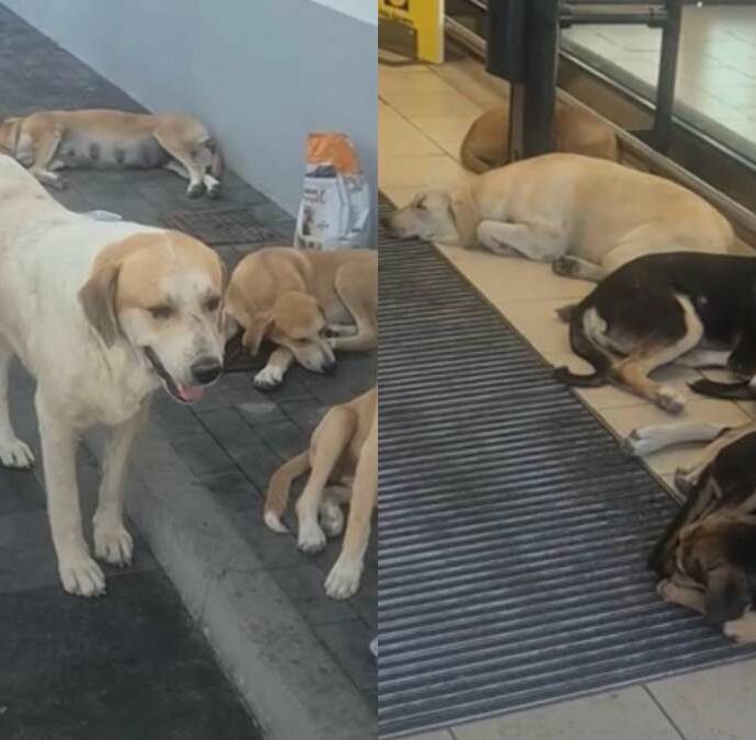 Un gruppo di cani randagi si ripara dal caldo davanti al supermercato: il video conquista il web