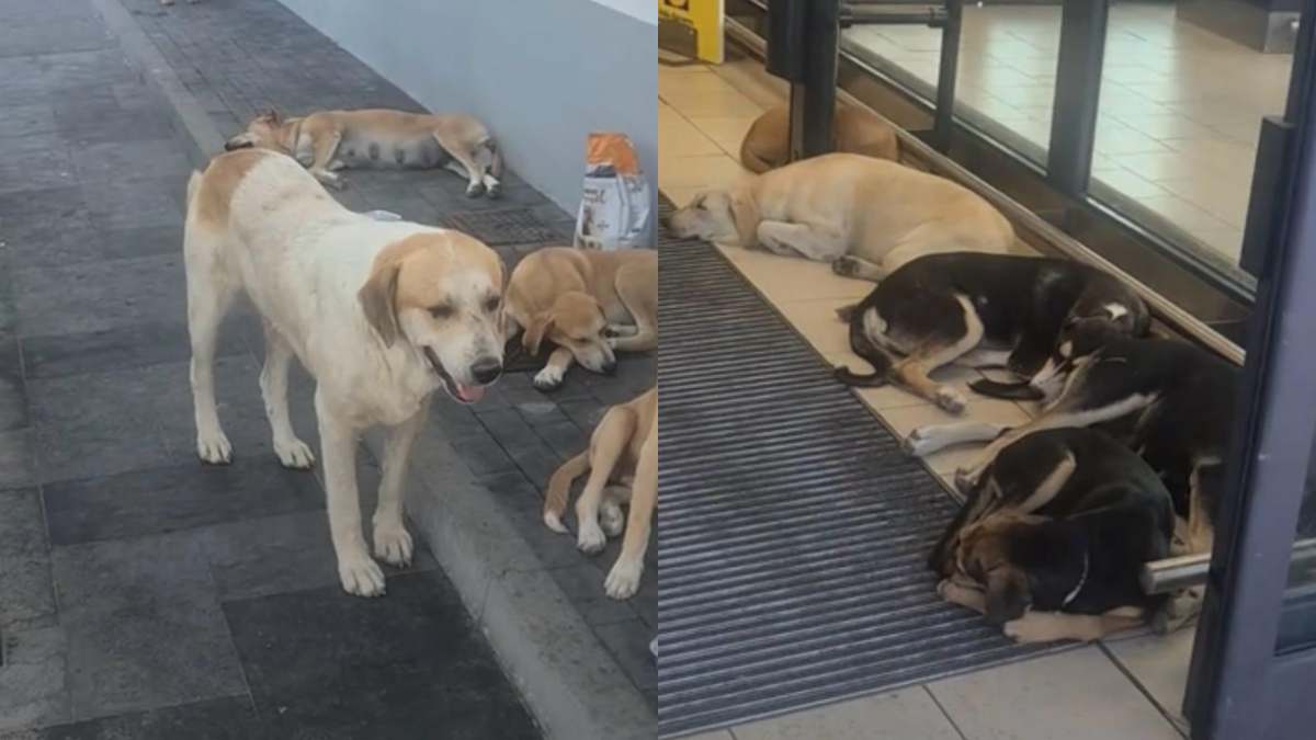 un gruppo di cani randagi si ripara dal caldo davanti al supermercato il video conquista il web da Ilfattoquotidiano.it un gruppo di cani randagi si ripara dal caldo davanti al supermercato il video conquista il web