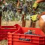 Copertina di Non solo vendemmia anticipata, il caldo estremo influenza anche qualità e rese: “Difficile con cambiamenti così drastici”