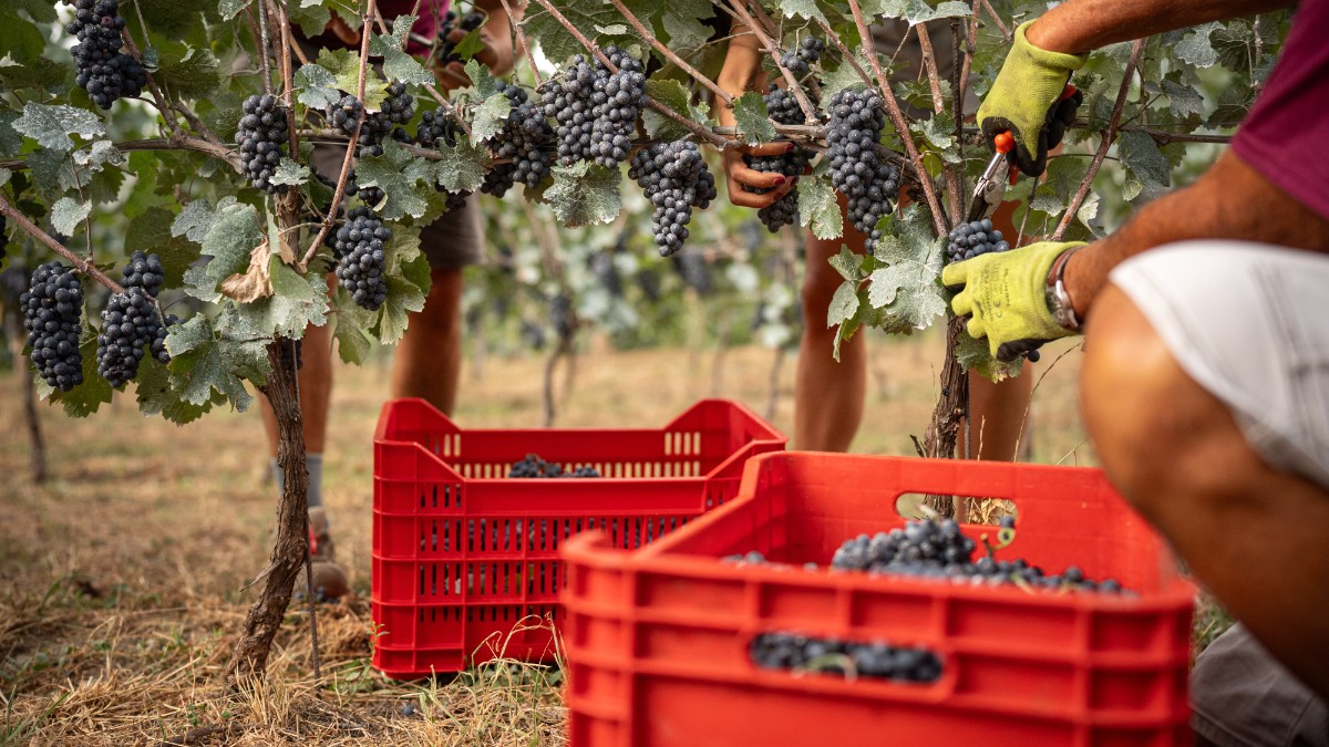 non solo vendemmia anticipata il caldo estremo influenza anche rese tecniche di lavoro e qualit224 dell8217uva difficile con cambiamenti cos236 drastici da Ilfattoquotidiano.it non solo vendemmia anticipata il caldo estremo influenza anche rese tecniche di lavoro e qualit224 dell8217uva difficile con cambiamenti cos236 drastici