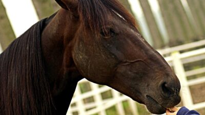 Copertina di È morto Varenne, il leggendario cavallo che ha fatto la storia del trotto: aveva 31 anni