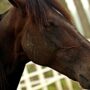 Copertina di È morto Varenne, il leggendario cavallo che ha fatto la storia del trotto: aveva 31 anni