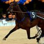 Copertina di Addio a Varenne, il proprietario: “Una leggenda, l’affetto di tanti italiani è commovente”. Il ricordo di Ughi: “Era un cavallo pigro, ma era il cervello ad essere superiore”