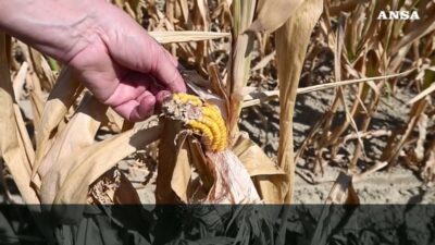Copertina di “Nei campi il raccolto è a zero. La Regione ci aiuti”: l’allarme degli agricoltori di Alessandria