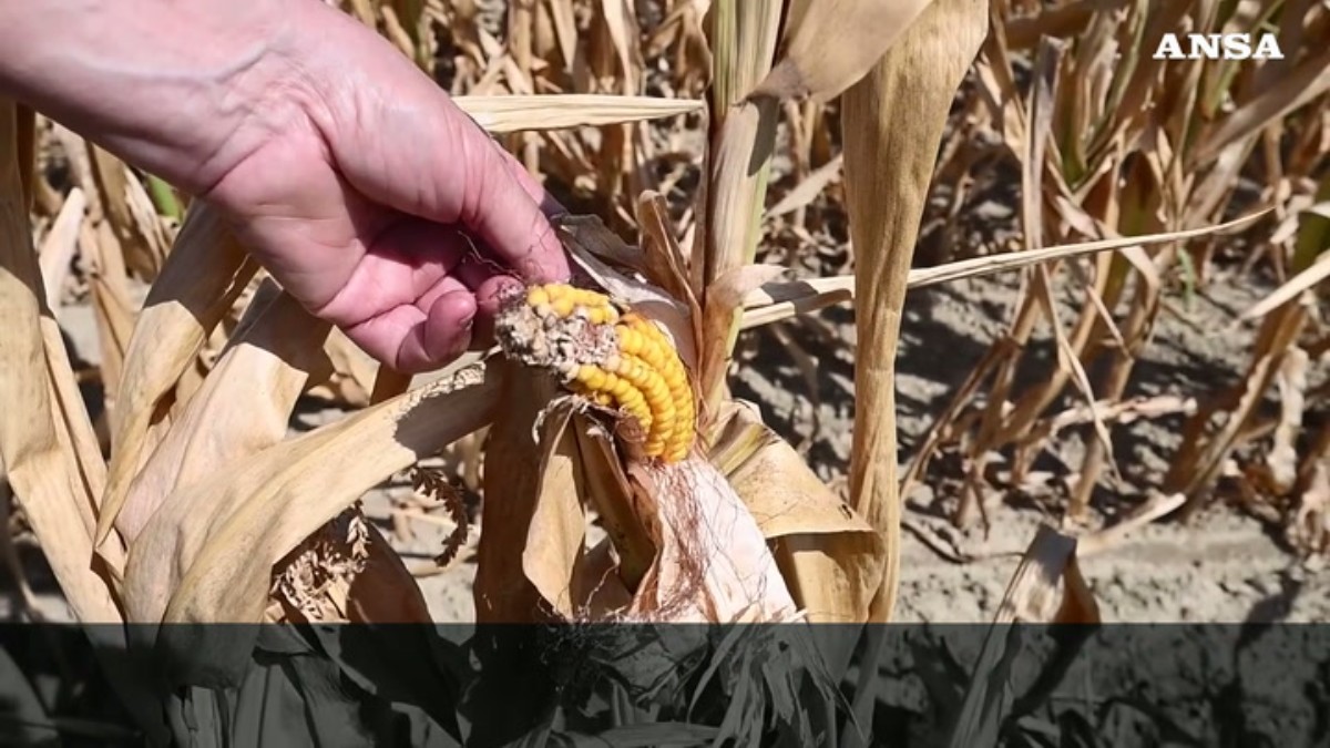 nei campi il raccolto 232 a zero la regione ci aiuti l8217allarme degli agricoltori di alessandria da Ilfattoquotidiano.it nei campi il raccolto 232 a zero la regione ci aiuti l8217allarme degli agricoltori di alessandria