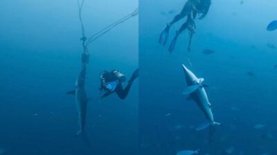 Copertina di “Vedere un animale lottare così è stato straziante, uno dei momenti più stressanti e traumatizzanti della mia vita”: due squali restano intrappolati in una corda, sub si immergono e li liberano. Il video è virale