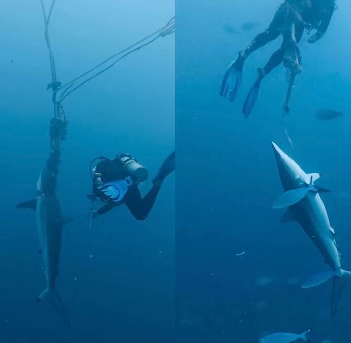 “Vedere un animale lottare così è stato straziante, uno dei momenti più stressanti e traumatizzanti della mia vita”: due squali restano intrappolati in una corda, sub si immergono e li liberano. Il video è virale
