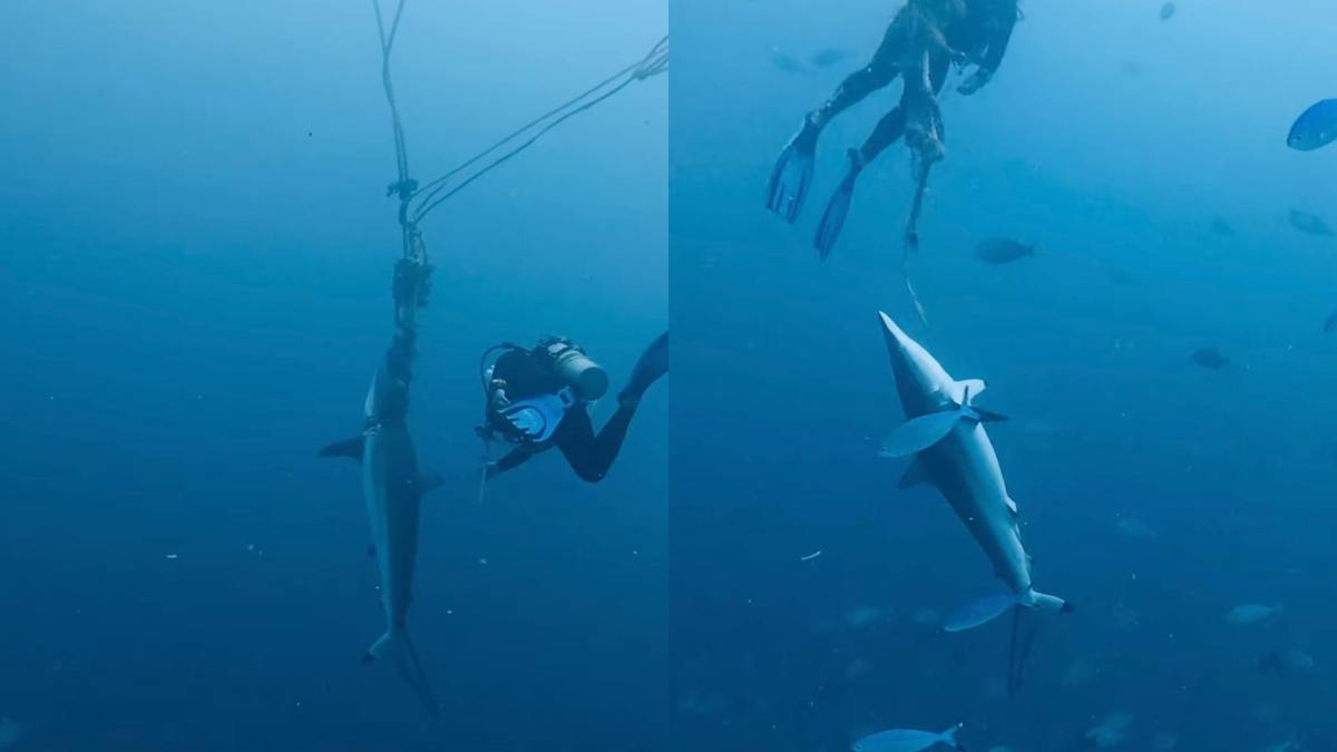 “Vedere un animale lottare così è stato straziante, uno dei momenti più stressanti e traumatizzanti della mia vita”: due squali restano intrappolati in una corda, sub si immergono e li liberano. Il video è virale