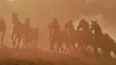 Copertina di Un branco di cavalli aggredisce un cane: famiglia salvata dai vigili del fuoco sul Monte Generoso