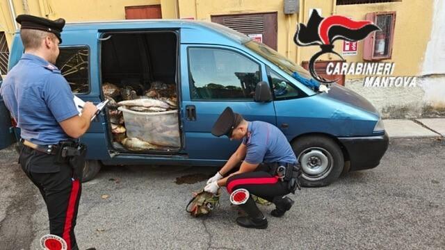 pescano quasi una tonnellata di pesce siluro nel po usando uno storditore elettrico in sei denunciati per bracconaggio da Ilfattoquotidiano.it pescano quasi una tonnellata di pesce siluro nel po usando uno storditore elettrico in sei denunciati per bracconaggio