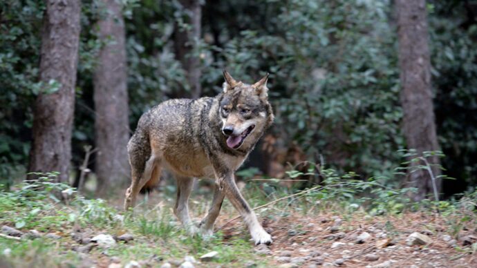 Riccione, c’è un lupo in città: chiusura notturna per 3 parchi