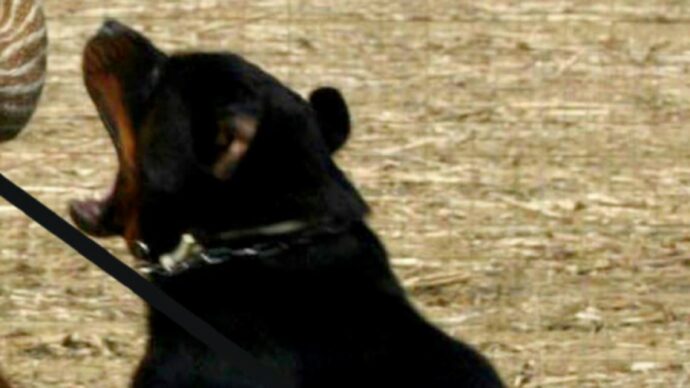 Anziano muore nel Leccese azzannato da due cani