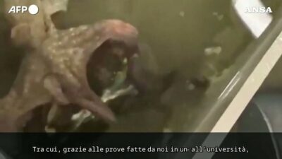 Copertina di Polpi contro il granchio blu: la sfida degli scienziati italiani per fermare l’invasione. Ecco l’attacco del predatore