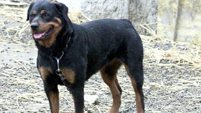 Azzannato da due rottweiler mentre raccoglie frutta nelle campagne del Salento: morto 72enne