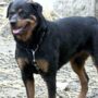 Copertina di Azzannato da due rottweiler mentre raccoglie frutta nelle campagne del Salento: morto 72enne