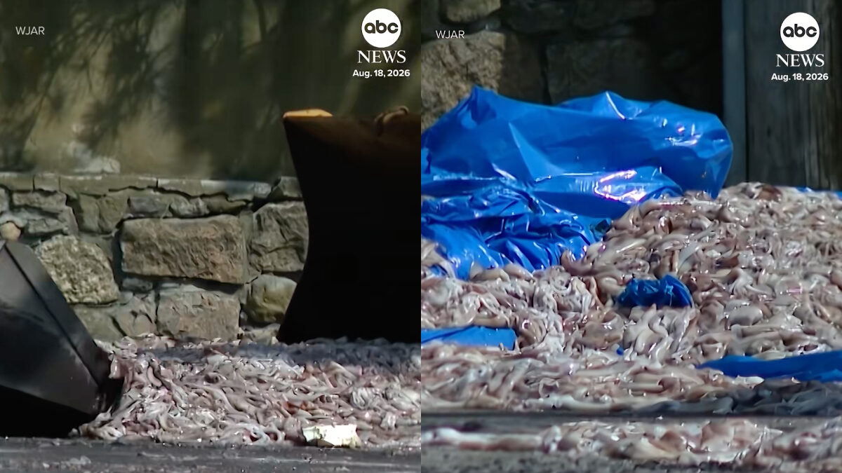 “Un odore nauseabondo, è lo Squidpocalypse”: venti tonnellate di calamari riversate in strada dopo il ribaltamento di un camion