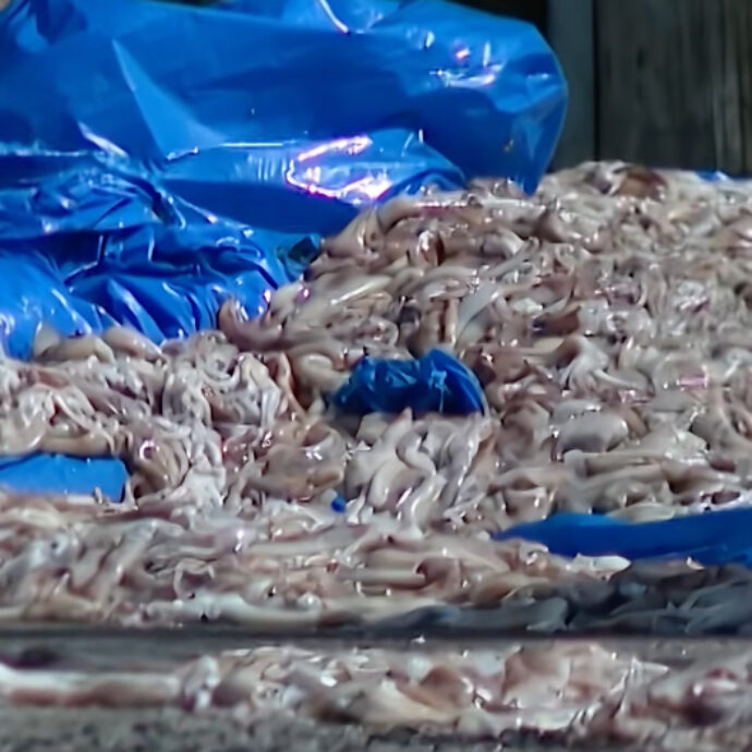 “Un odore nauseabondo, è lo Squidpocalypse”: venti tonnellate di calamari riversate in strada dopo il ribaltamento di un camion