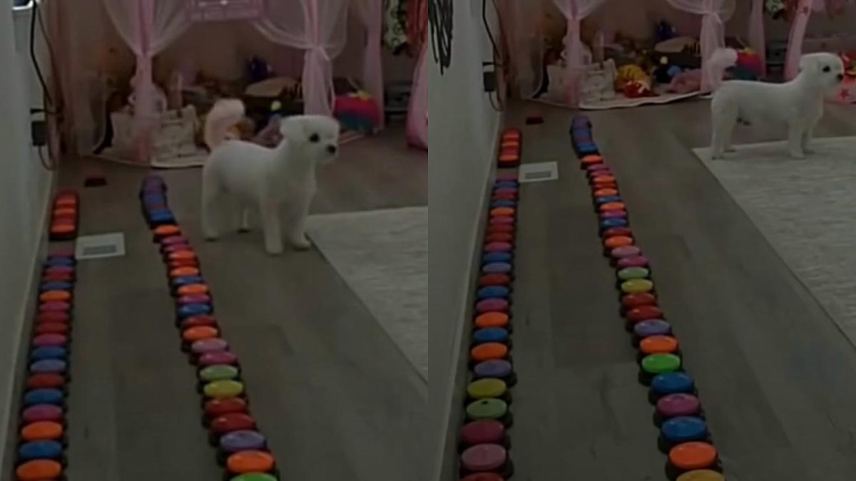 insegna al suo cane a usare alexa per le chiamate e la cagnolina inizia a telefonarle quando si sente sola quando 232 triste mi chiama e ulula poter parlare con lei 232 qualcosa che non dar242 mai per scontato da Ilfattoquotidiano.it insegna al suo cane a usare alexa per le chiamate e la cagnolina inizia a telefonarle quando si sente sola quando 232 triste mi chiama e ulula poter parlare con lei 232 qualcosa che non dar242 mai per scontato
