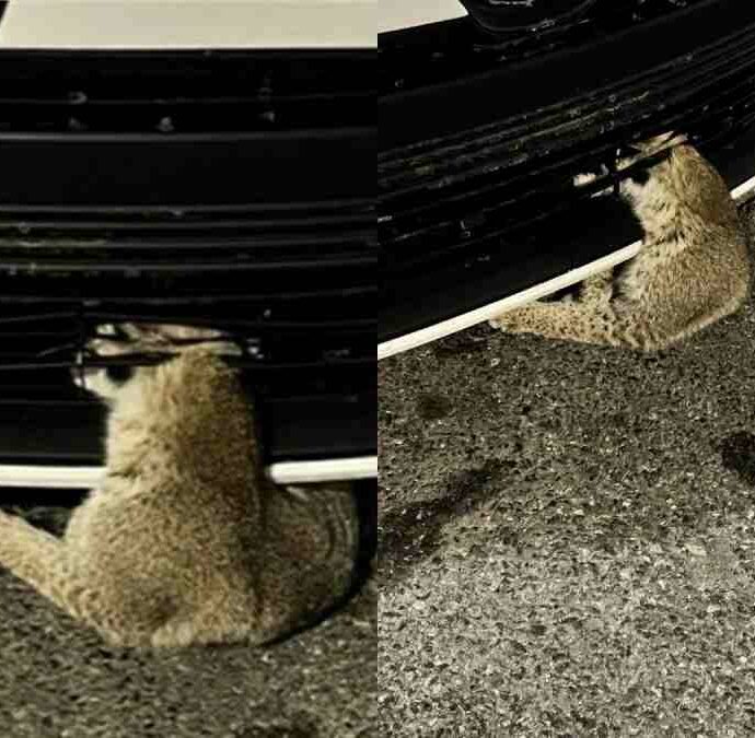 Scambiata per un gatto ferito, ma era una lince incastrata in un’auto: la operano per quattro ore e mezza e le salvano la vita