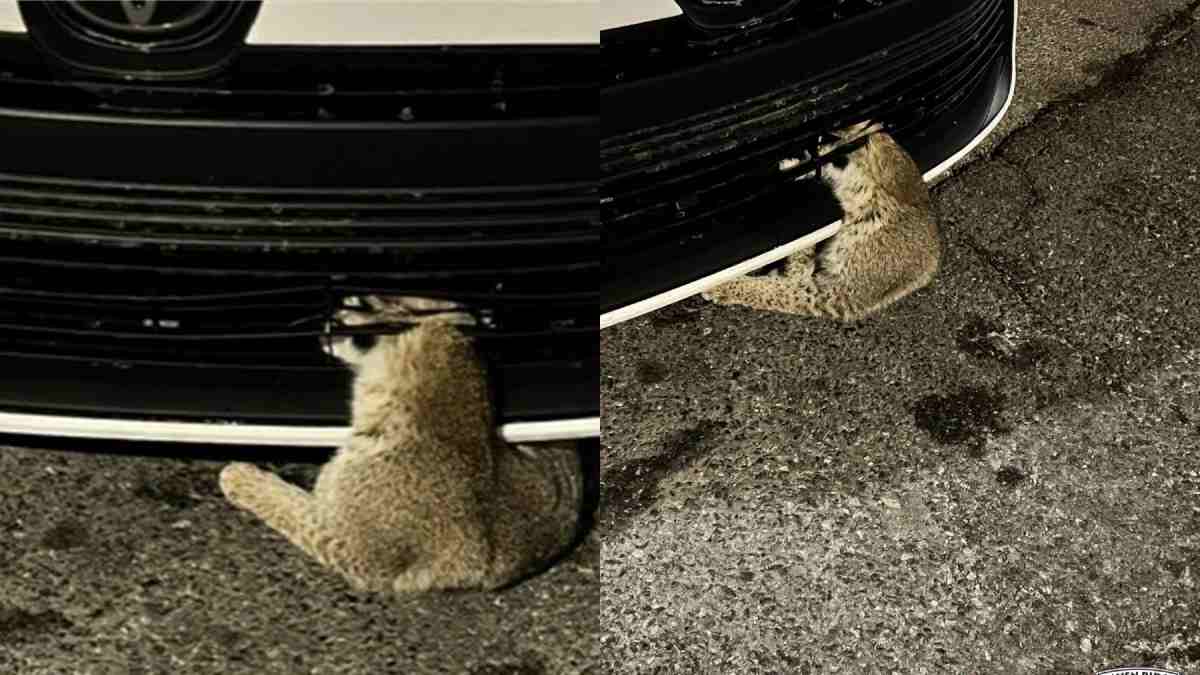 scambiata per un gatto ferito ma era una lince incastrata in un8217auto la operano per quattro ore e mezza e le salvano la vita da Ilfattoquotidiano.it scambiata per un gatto ferito ma era una lince incastrata in un8217auto la operano per quattro ore e mezza e le salvano la vita