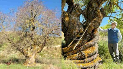 Copertina di “Ha 500 anni ed è il più grande mandorlo vivente finora documentato”: scoperto un albero da record con una vecchia scala incastonata nel tronco sui Monti Sicani