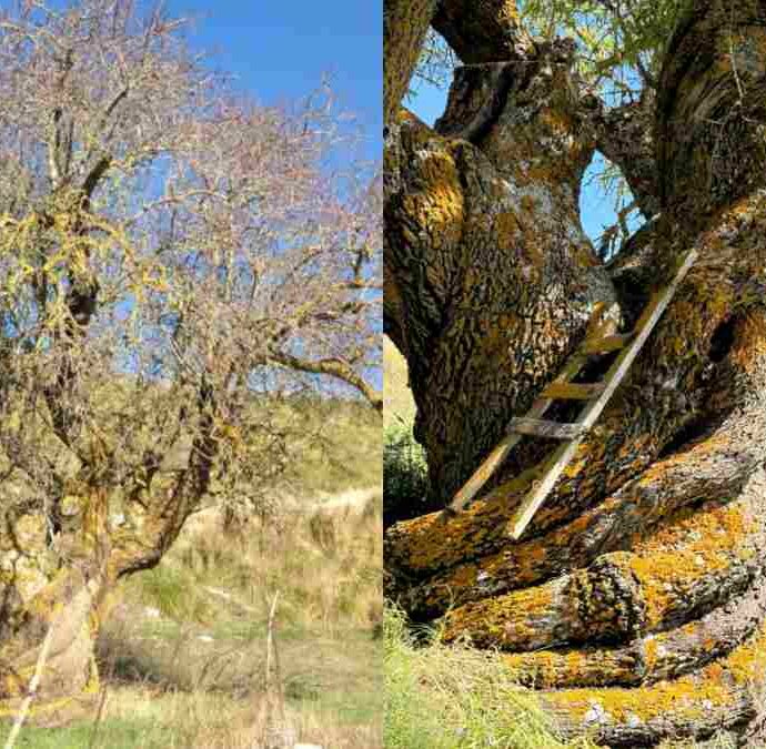 “Ha 500 anni ed è il più grande mandorlo vivente finora documentato”: scoperto un albero da record con una vecchia scala incastonata nel tronco sui Monti Sicani