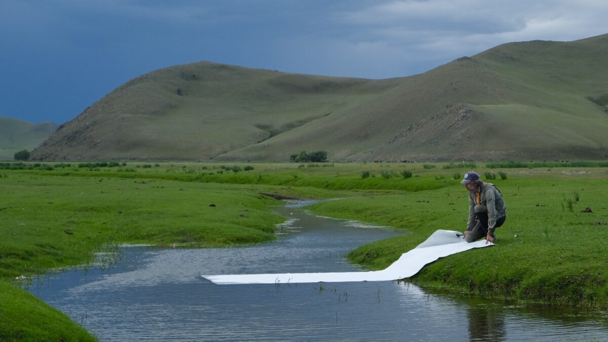 “Non c’è nessuna differenza tra me e un filo d’erba”: tele lasciate per 30 giorni nei fiumi della Mongolia, l’incredibile esperimento artistico di Roberto Ghezzi