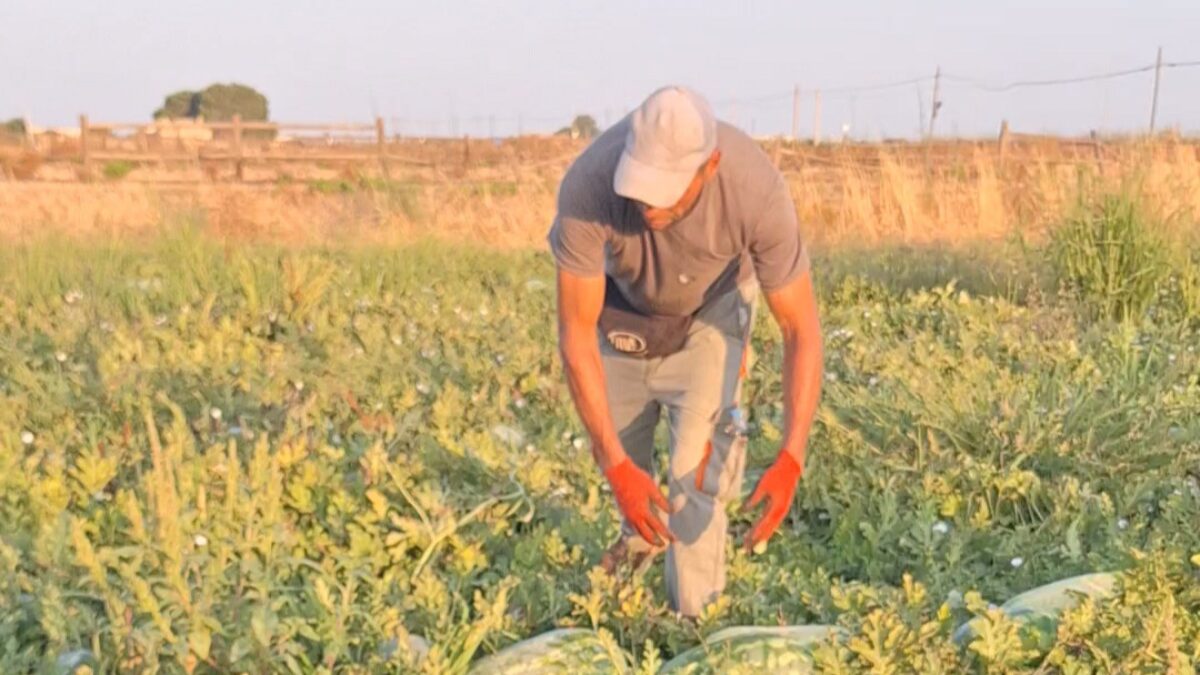 crisi climatica e agricoltura a pagare il costo dell8217adattamento gli ultimi anelli della filiera piccole aziende e braccianti da Ilfattoquotidiano.it crisi climatica e agricoltura a pagare il costo dell8217adattamento gli ultimi anelli della filiera piccole aziende e braccianti