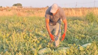 Copertina di Crisi climatica e agricoltura: a pagare il costo dell’adattamento gli ultimi anelli della filiera, piccole aziende e braccianti