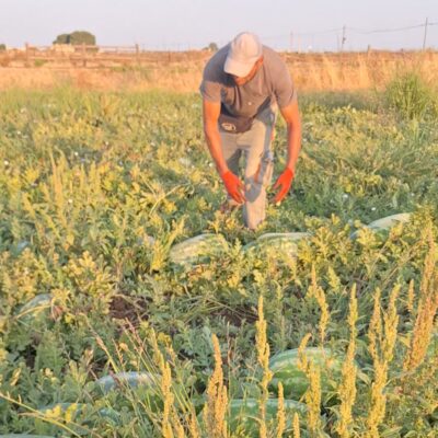 Copertina di Ritorno a Nardò: viaggio tra i braccianti che raccolgono le angurie 15 anni dopo la rivolta. “C’è ancora chi sfrutta”