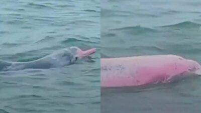 Copertina di Turista si imbatte in rari delfini rosa in Thailandia e li riprende: ecco perché hanno questo colore e qual è la leggenda che li circonda