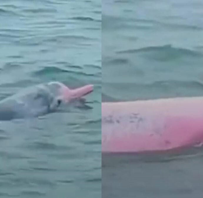 Turista si imbatte in rari delfini rosa in Thailandia e li riprende: ecco perché hanno questo colore e qual è la leggenda che li circonda