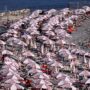Copertina di  Il governo tradisce  i balneari: niente proroga né ristori 