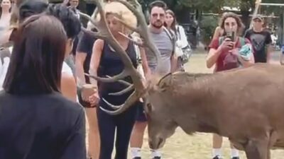 Copertina di L’Aquila, due cervi caricano i turisti