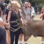 Copertina di L’Aquila, due cervi caricano i turisti
