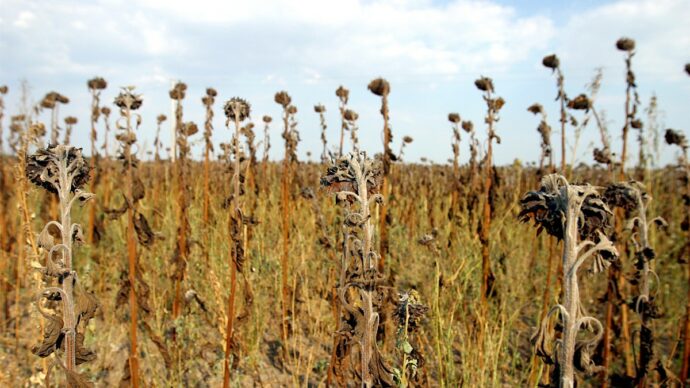Siccità e caldo estremo minacciano l’agricoltura europea: le previsioni sulla resa dei raccolti crollano del 14%. L’Italia tra le più colpite