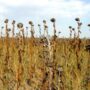 Copertina di Siccità e caldo estremo minacciano l’agricoltura europea: le previsioni sulla resa dei raccolti crollano del 14%. L’Italia tra le più colpite